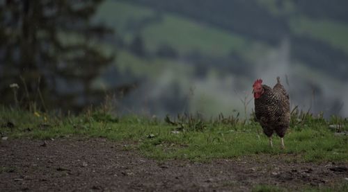 Bird on field