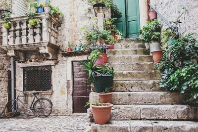 Potted plants on stairs