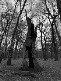 Trees on field in forest