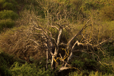 Close-up of tree in forest