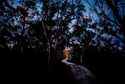 Road passing through bare trees