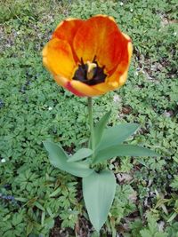 Close-up of flowering plant