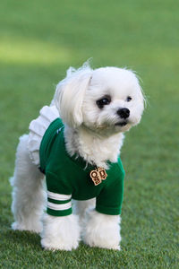 White puppy on field