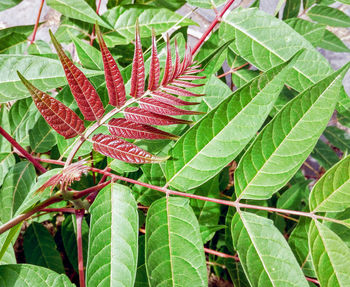 Close-up of red leaves