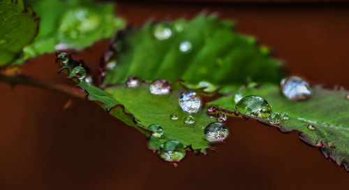 Close-up of raindrops on leaves