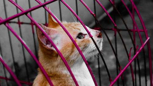 Close-up of cat in cage