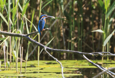 Bird perching on a branch