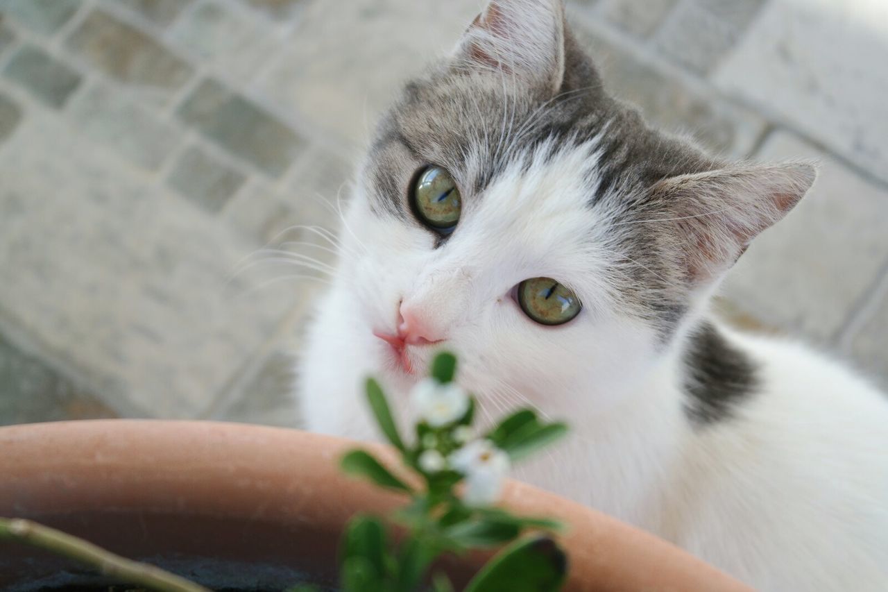 domestic cat, pets, mammal, one animal, feline, animal themes, domestic animals, portrait, looking at camera, whisker, flower, indoors, no people, close-up, nature, day