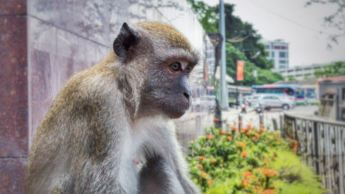 Close-up of monkey on tree