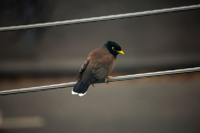 Close-up of bird perching on metal