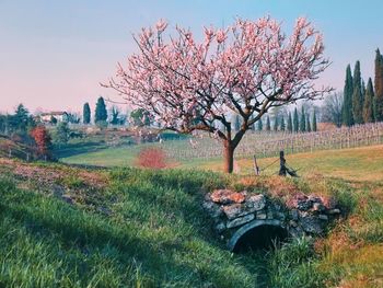 Cherry blossom tree on field against sky