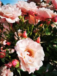 Close-up of pink rose bouquet