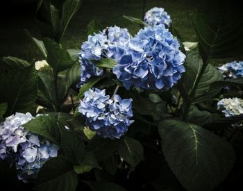 Close-up of white flowers