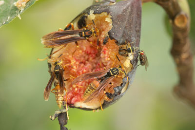 Close-up of wasps esting fig