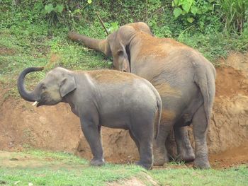 Elephant walking on grassy field