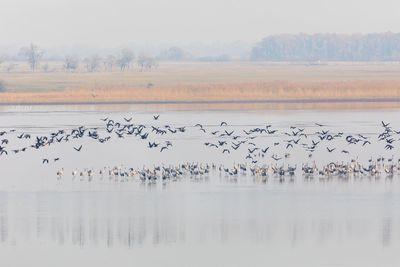 Flock of birds flying over lake