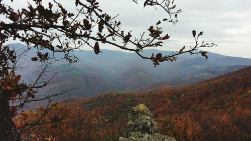 View of tree against mountain range