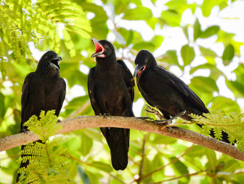 Pigeons perching on a tree