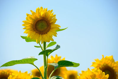 Close-up of sunflower against sky