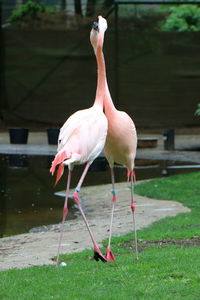 View of bird on field