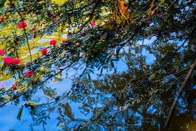 Close-up of flower tree against sky