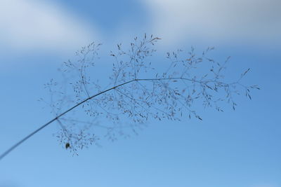 Low angle view of bare tree against clear blue sky