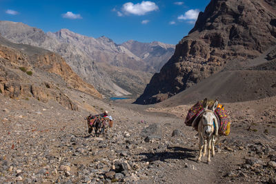 Panoramic view of horse cart on mountain