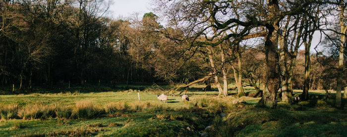 Scenic view of trees on field