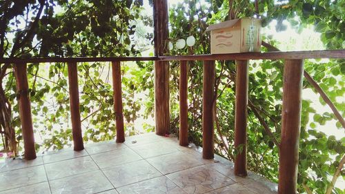 Trees seen through wooden window