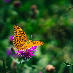 Butterfly pollinating on flower