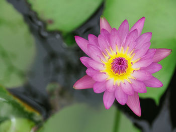 Close-up of pink water lily