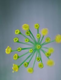 Directly above shot of flowering plant against white background