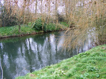 Reflection of trees in water