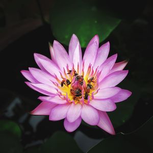 Close-up of bee on pink flower