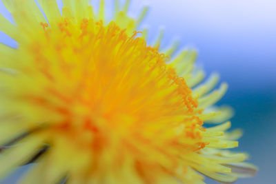 Close-up of yellow flowering plant