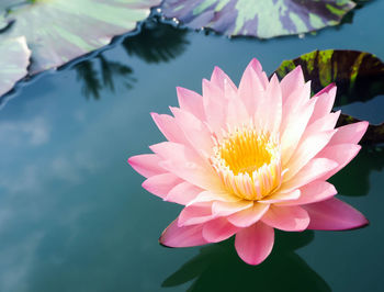 Close-up of pink water lily in lake