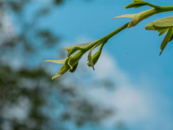 Close-up of flowering plant against blue sky