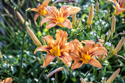 Close-up of orange day lily blooming outdoors