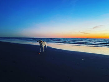 Dog with red ball at beach against sky during sunset