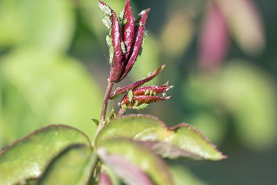 Close-up of flower bud