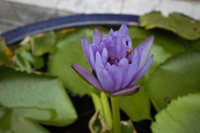Close-up of purple water lily