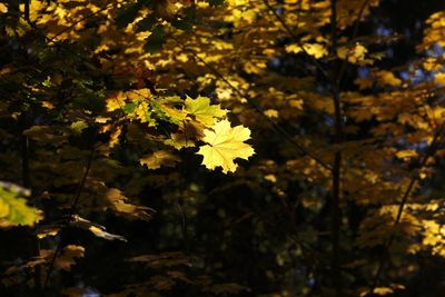 Close-up of yellow flowers on tree