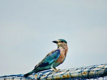 Close-up of bird perching against clear sky