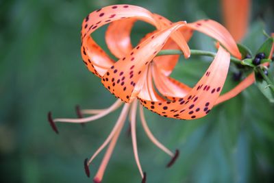 Close-up of orange flower