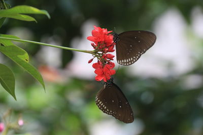 Close-up of butterfly pollinating on red flower