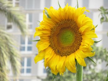 Close-up of yellow sunflower