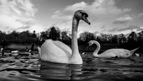 Black and white monochrome mute swan swans pair low-level water side view macro animal background