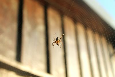 Close-up of spider on web