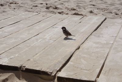 High angle view of pigeon perching on wood