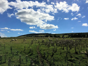 Scenic view of grassy field against cloudy sky